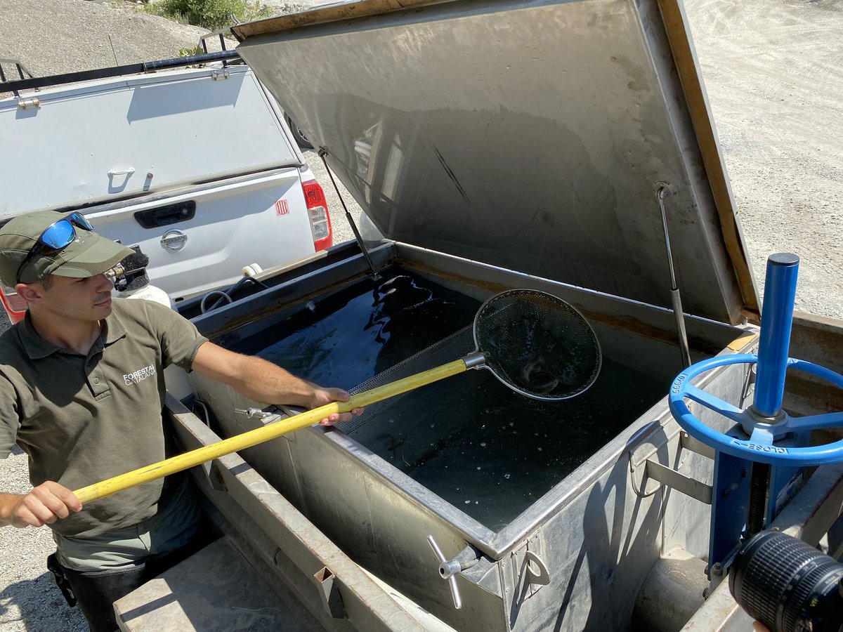 💧 La cosa està malament al riu Segre, al tram entre la Cerdanya i l’Alt Urgell… 

🐟 Avui han rescatat prop de 500 peixos que estaven a punt de morir per la falta d’aigua a prop de la Seu d’Urgell: