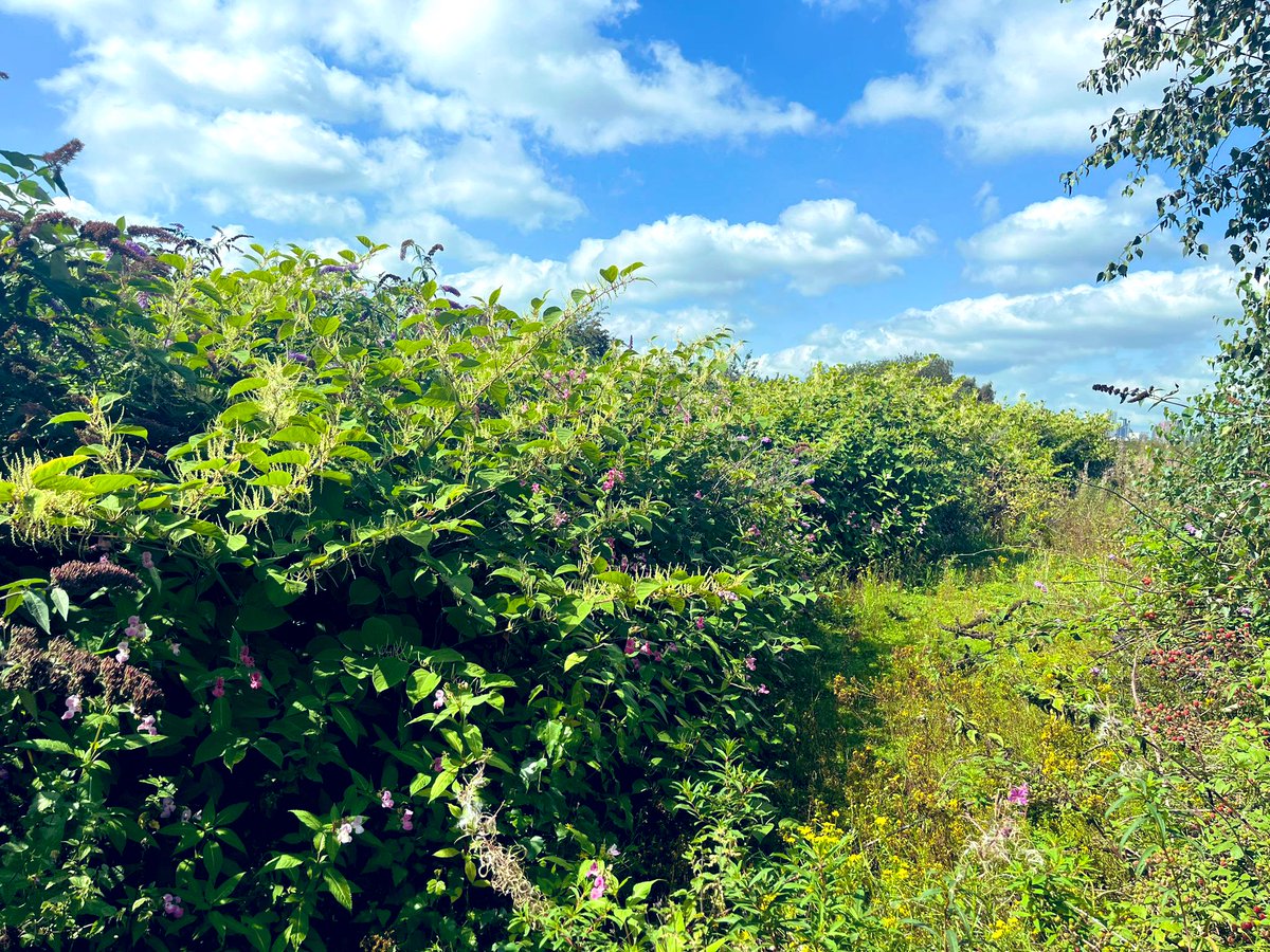JKSLtd's tweet photo. Did you know Japanese knotweed is allelopathic? This is when a plant releases chemicals into the soil which suppress the growth of native plants, allowing the Knotweed to outgrow and outcompete others #plantfacts #invasiveplants #japaneseknotweed https://t.co/CaYutFG6Vr