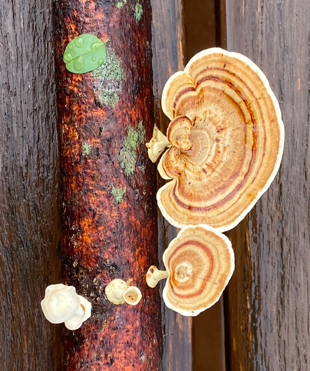 Peter_Robertson's tweet photo. Just out of Bangalow, NSW, early August 23.  I seem to have found Microporus xanthopus. Reminiscent of polished agate, especially when wet. See https://t.co/XAk7P9XhZp for more info. https://t.co/Ghg39TCMmf