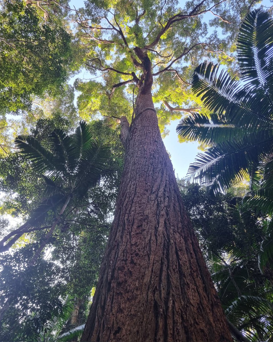 DelivertreeAU's tweet photo. Introducing the Syncarpia hilii, also known as the Australian Turpentine Tree 🤠

🌳 This evergreen native of Australia stands tall, reaching up to 40 meters in height.

#bigtrees #nature #Australia https://t.co/4iKupuFfaZ