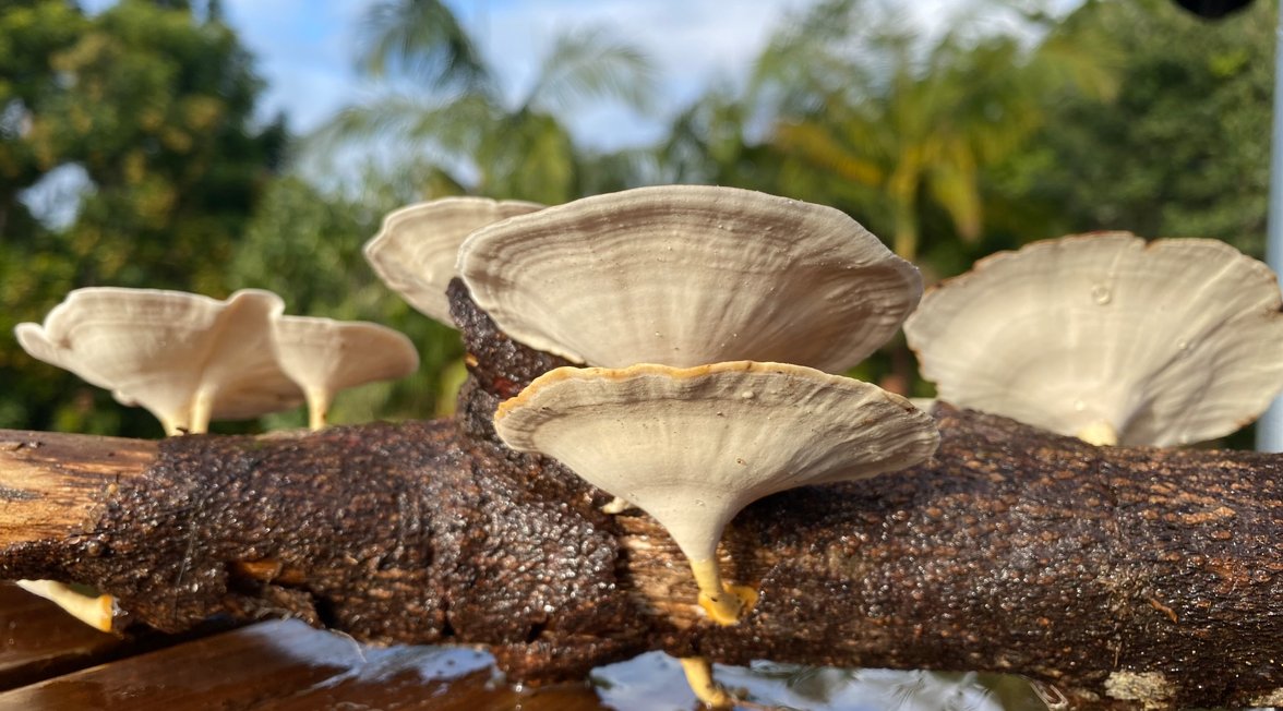 Peter_Robertson's tweet photo. Just out of Bangalow, NSW, early August 23.  I seem to have found Microporus xanthopus. Reminiscent of polished agate, especially when wet. See https://t.co/XAk7P9XhZp for more info. https://t.co/Ghg39TCMmf