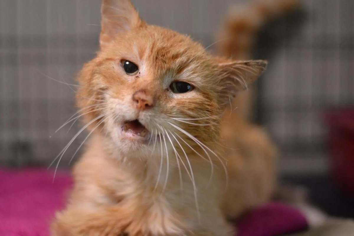 Koty z <a href="/AdoptujzPalucha/">SchroniskonaPaluchu</a> czekają na kochające domy! Większość z nich źle znosi schronisko i marnieje w oczach. Do szczęścia potrzeba im ciepłego kąta i rodziny, która pokocha je na zawsze! To dla nich jedyna szansa na powrót do zdrowia i drugie życie. #AdoptujWarszawiaka już dziś!