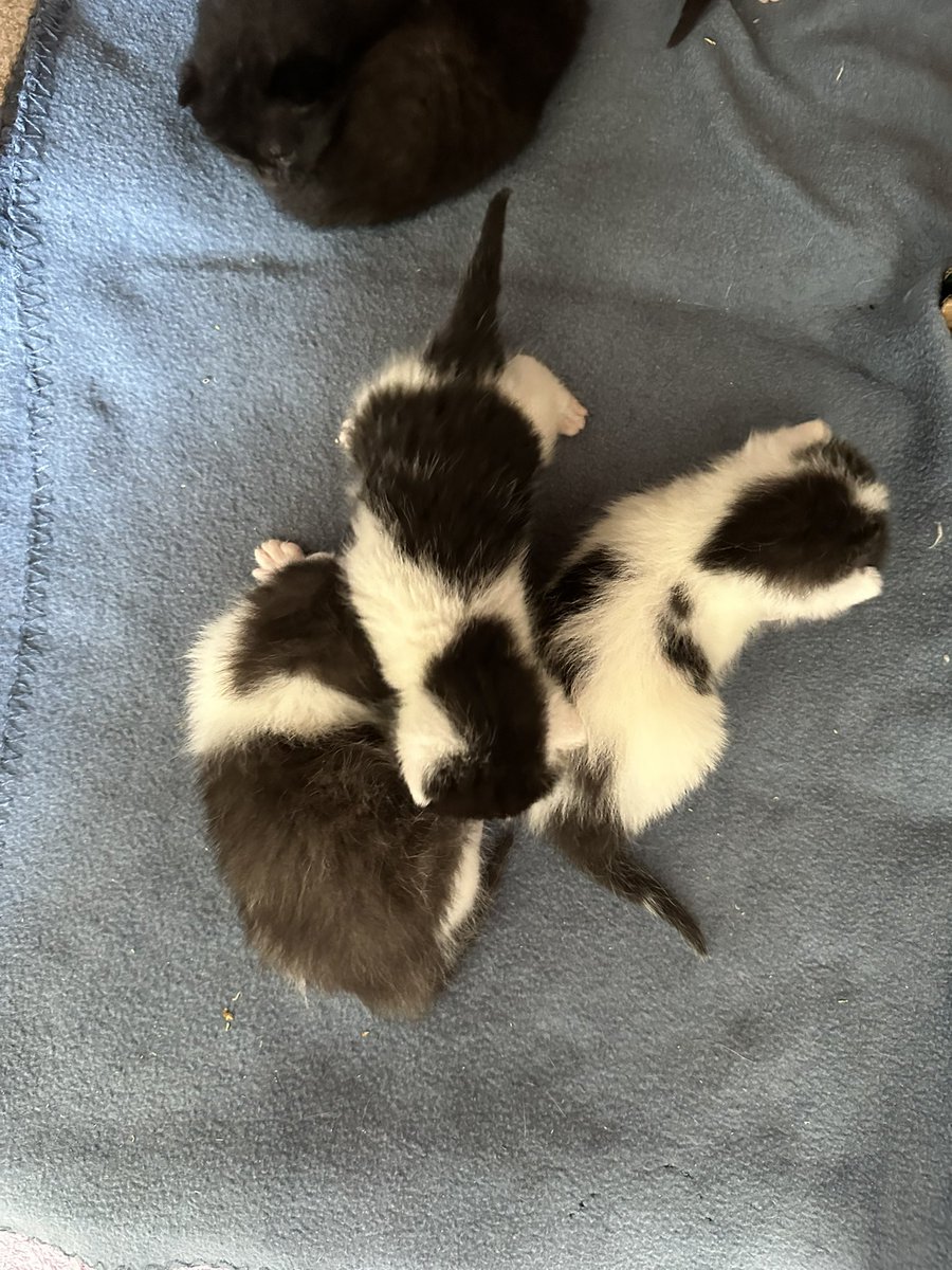 Phoebe, Selene and Mr Binx tweet media