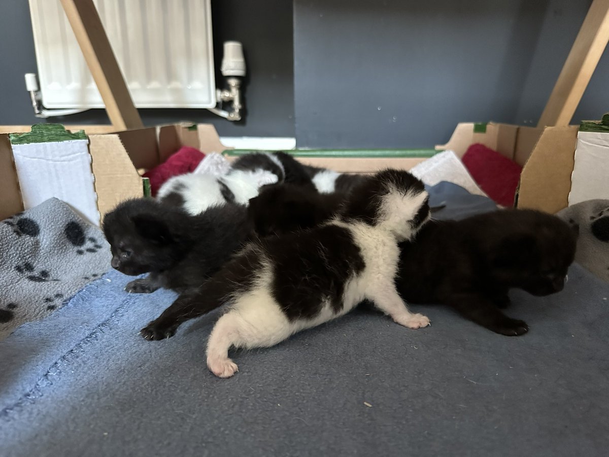 Phoebe, Selene and Mr Binx tweet media