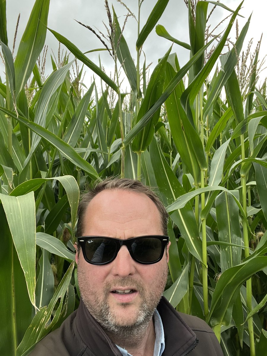 Agronomysilvers's tweet photo. Maize Field star is proving to be an absolutely monster crop this year @Limagrain @AgriiUK ….. good year for maize 2023 👍👍 #cropwalkingtoday #forage #maize #fieldstar https://t.co/btgExJIxsk