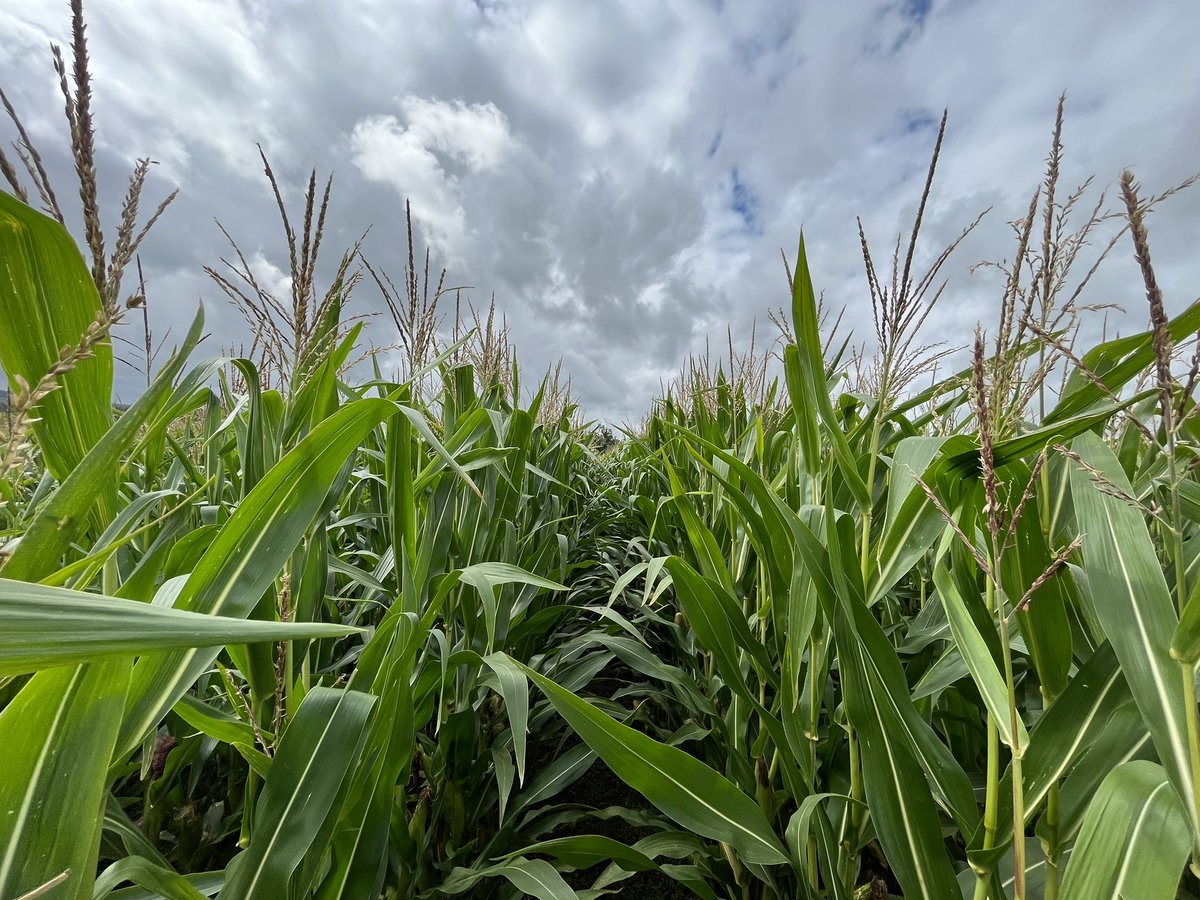 Agronomysilvers's tweet photo. Maize Field star is proving to be an absolutely monster crop this year @Limagrain @AgriiUK ….. good year for maize 2023 👍👍 #cropwalkingtoday #forage #maize #fieldstar https://t.co/btgExJIxsk