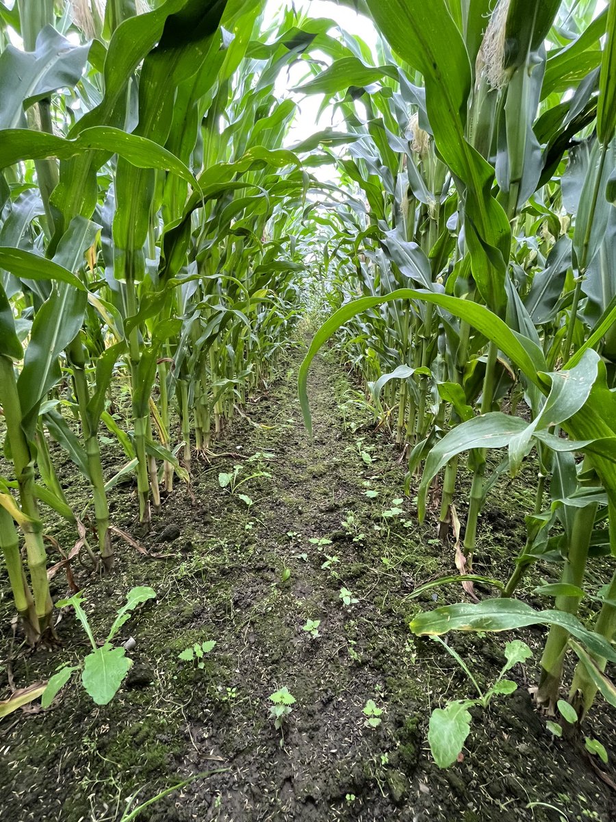 Agronomysilvers's tweet photo. Maize Field star is proving to be an absolutely monster crop this year @Limagrain @AgriiUK ….. good year for maize 2023 👍👍 #cropwalkingtoday #forage #maize #fieldstar https://t.co/btgExJIxsk