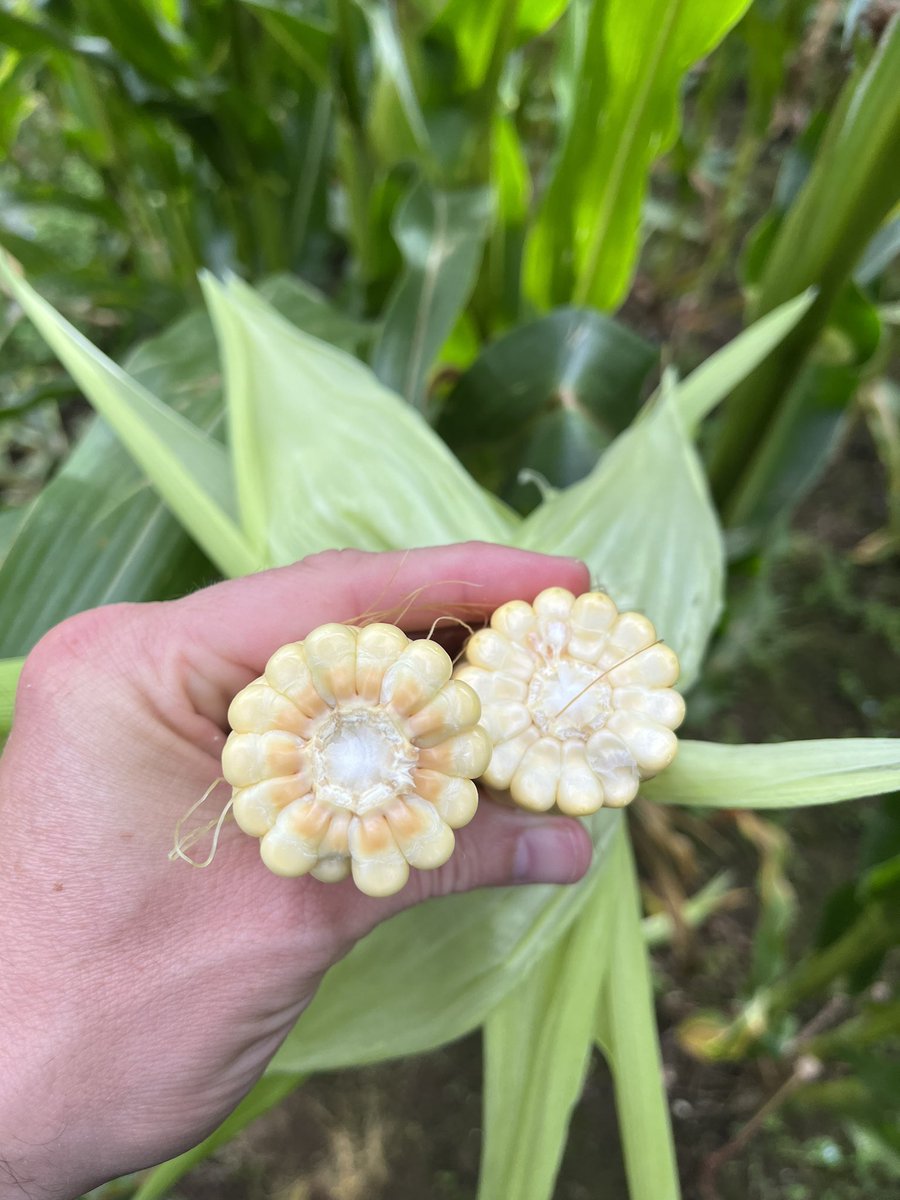 Agronomysilvers's tweet photo. Maize Field star is proving to be an absolutely monster crop this year @Limagrain @AgriiUK ….. good year for maize 2023 👍👍 #cropwalkingtoday #forage #maize #fieldstar https://t.co/btgExJIxsk