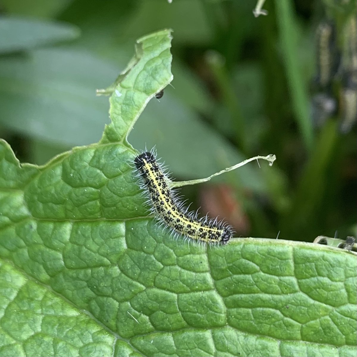 a_fallan's tweet image. Spotted these caterpillars munching on the garlic mustard I left for them.  Think they’re large whites.  Another first in my new-build garden.