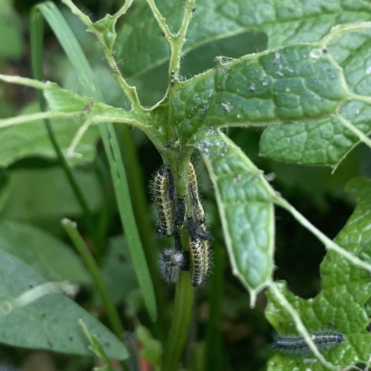 a_fallan's tweet image. Spotted these caterpillars munching on the garlic mustard I left for them.  Think they’re large whites.  Another first in my new-build garden.
