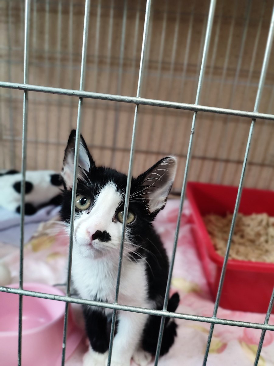 warszawa's tweet photo. Koty z @AdoptujzPalucha czekają na kochające domy! Większość z nich źle znosi schronisko i marnieje w oczach. Do szczęścia potrzeba im ciepłego kąta i rodziny, która pokocha je na zawsze! To dla nich jedyna szansa na powrót do zdrowia i drugie życie. #AdoptujWarszawiaka już dziś! https://t.co/vTVax098cl