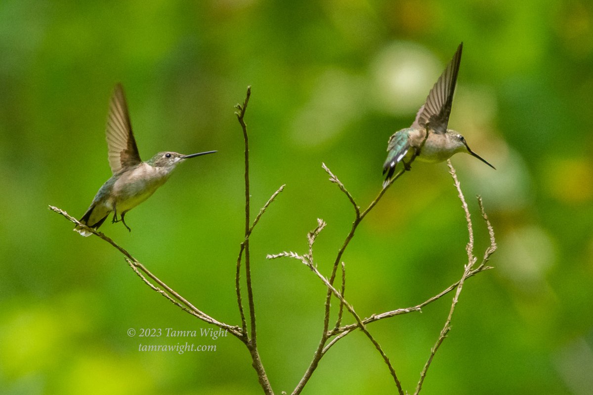 TamraWight's tweet photo. I sat for three hours to get these action hummingbird shots. The gardens are still quite busy with their antics! But I do feel a bit of Fall in the air ~
#hummingbirds #naturegeek #Mainebirding #wildlifephotography https://t.co/Z3COBgiOmC