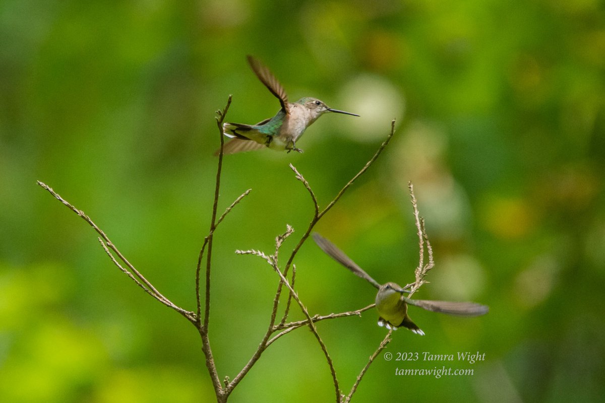 TamraWight's tweet photo. I sat for three hours to get these action hummingbird shots. The gardens are still quite busy with their antics! But I do feel a bit of Fall in the air ~
#hummingbirds #naturegeek #Mainebirding #wildlifephotography https://t.co/Z3COBgiOmC