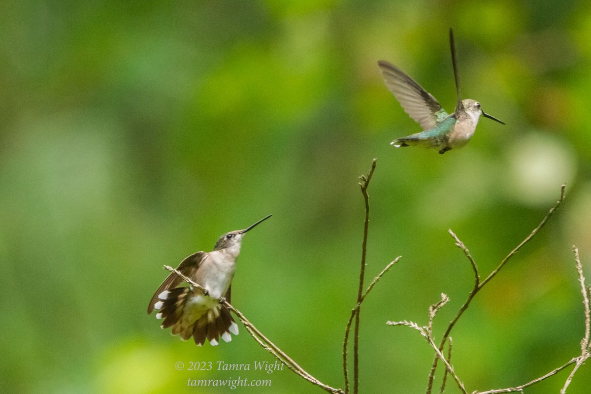 TamraWight's tweet photo. I sat for three hours to get these action hummingbird shots. The gardens are still quite busy with their antics! But I do feel a bit of Fall in the air ~
#hummingbirds #naturegeek #Mainebirding #wildlifephotography https://t.co/Z3COBgiOmC