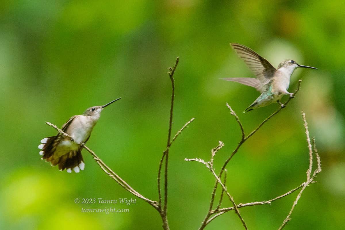 TamraWight's tweet photo. I sat for three hours to get these action hummingbird shots. The gardens are still quite busy with their antics! But I do feel a bit of Fall in the air ~
#hummingbirds #naturegeek #Mainebirding #wildlifephotography https://t.co/Z3COBgiOmC