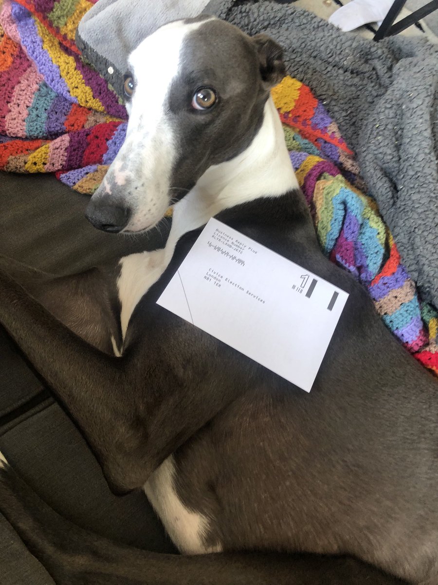 My greyhound Monty is alarmed by the effect that UHI’s proposed cuts will have on staff and students, and supported my ballot ✔️ ✔️ <a href="/UHI_UCU/">UHI_UCU</a> #endgbv #petsagainstcuts #voteyesyes