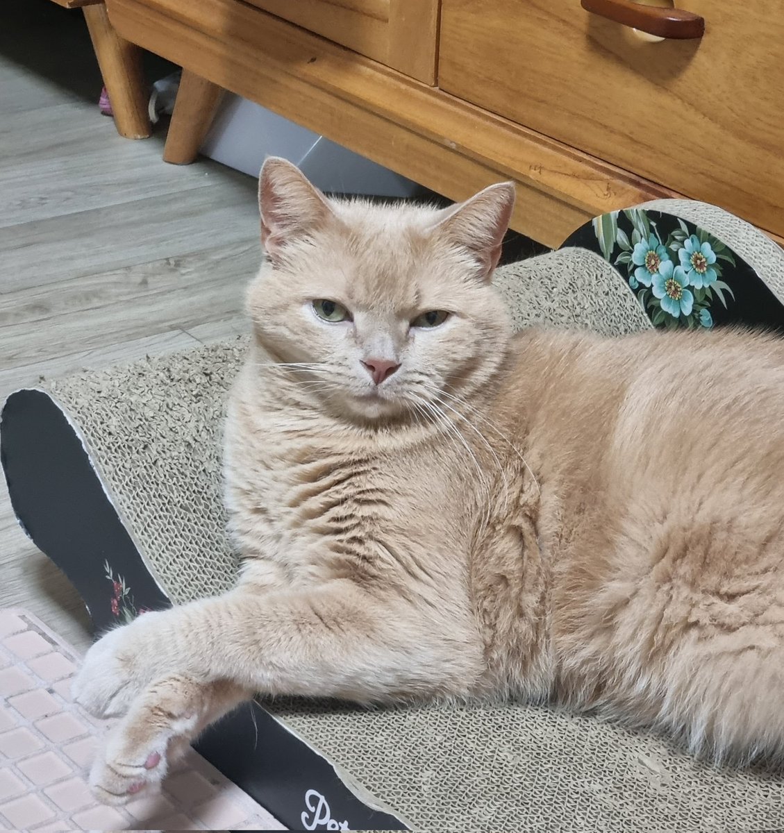 자다가 볼 털 눌렸을 때만 나오는 브이라인