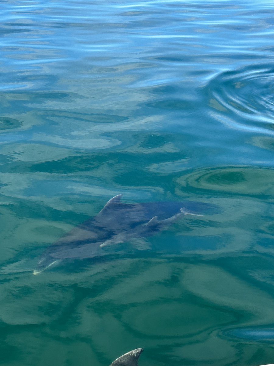 Our second group of #interns out on the boats #Surveying #CardiganBay last week spotted four pods of #Bottlenose #dolphins, including  one newborn calf and one juvenile!

We have the correct permission, licence, and training to get this close to dolphins for photo ID purposes.