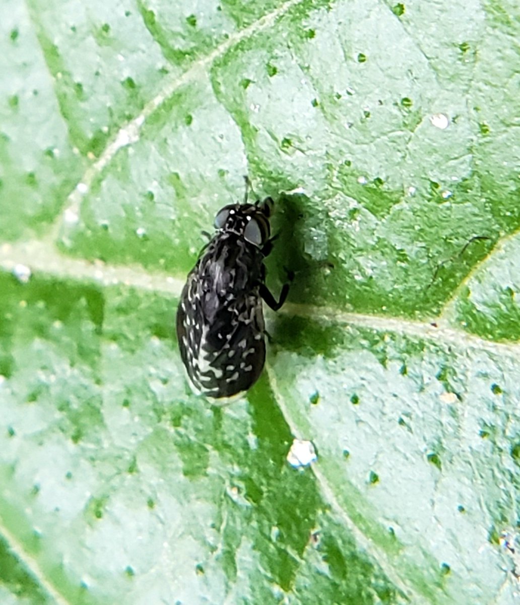 Anand_Chau's tweet photo. Someone identified the picture of the Lauxaniid fly I took from my yard.
Looks like the first #iNat record of the genus Phobeticomyia from the Himalayas/Indo-Gangetic plains area. Isn't that a cool find? https://t.co/XDx72wJ2Jo