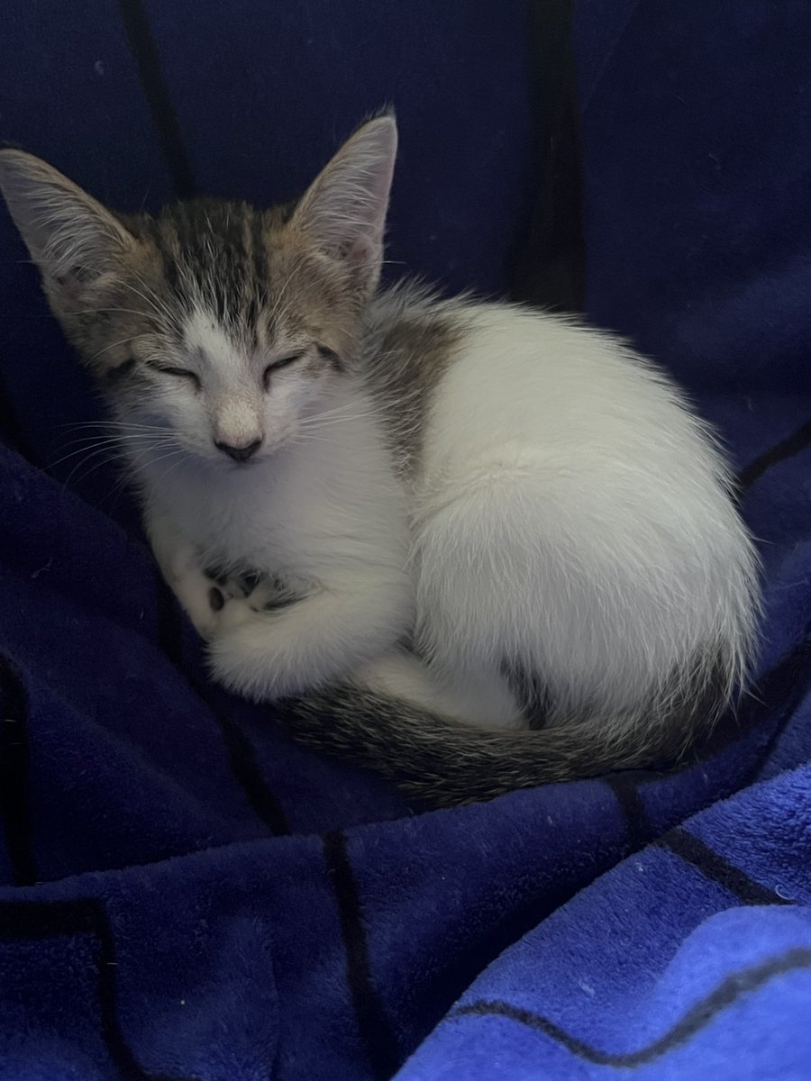 edweigle's tweet photo. Zack brought home this tiny kitten yesterday.  Colleen and I heartily objected (for a fraction of a second).  Our little boy, Ash, makes cat #5. https://t.co/590LSXUleL