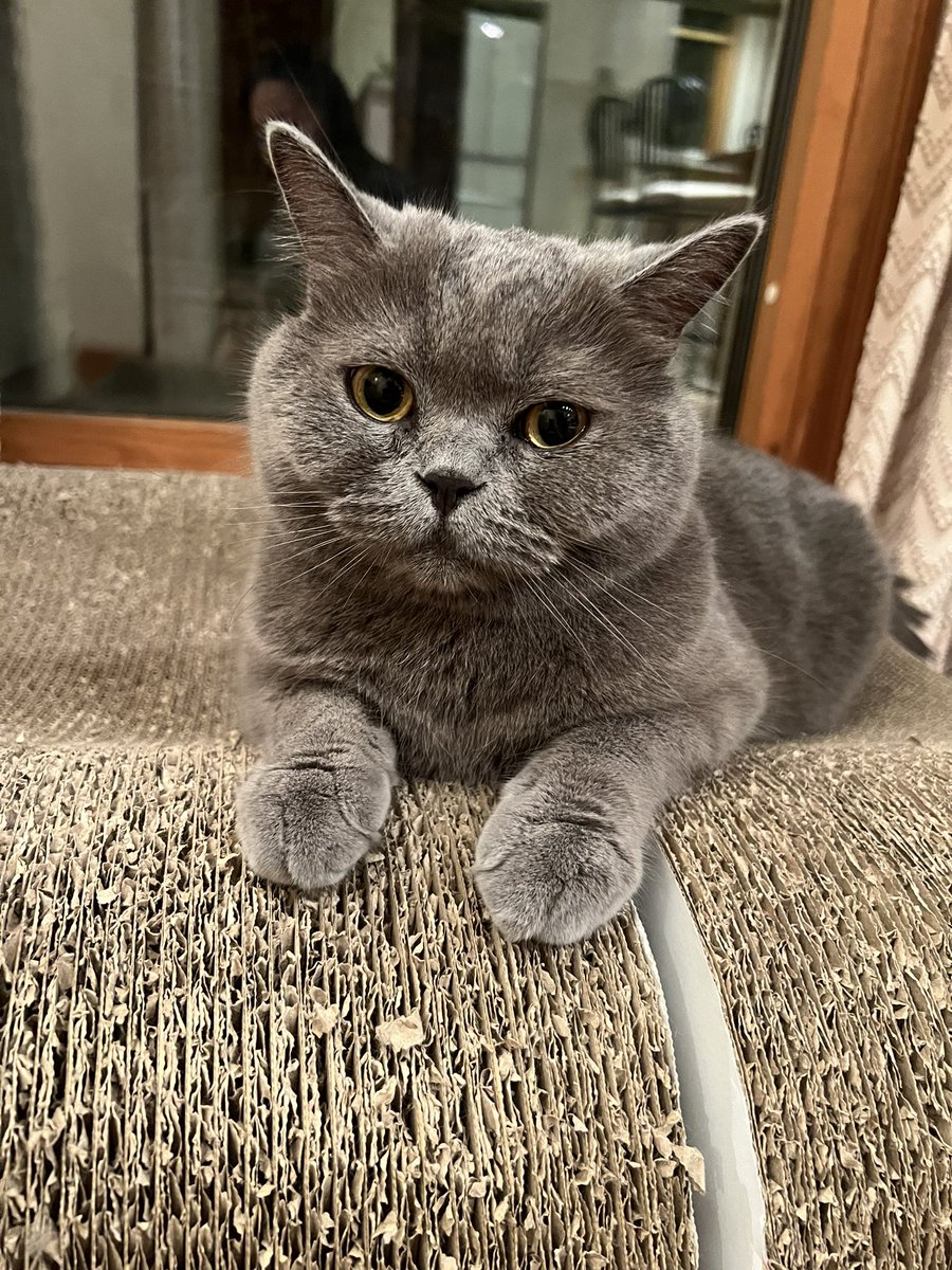 mio_CODE's tweet photo. 姉夫婦1週間旅行で不在のため一人暮らし４日目。家にいる間猫と永遠に話してる。一方的に。 https://t.co/lK15INNRBk