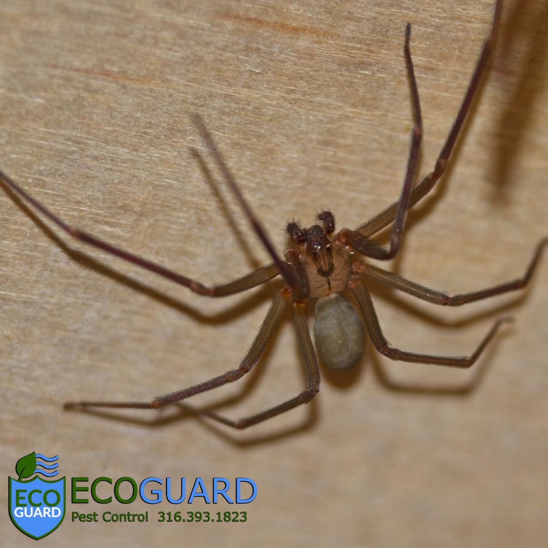 What eats the brown recluse spider?

Wolf spiders!

#pestcontrol #wichita #spiders #brownrecluse #wolfspiders