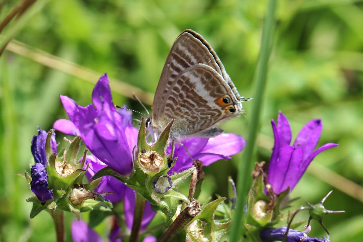 biffa69's tweet photo. Amazed to see a #longtailedblue butterfly at Aston Rowant Nature Reserve amongst the hundred of Adonis and Chalk Hill Blues. Its such a rare migrant to our shores. Ironic it should 'holiday' in the UK when we're having such a terrible summer! #astonrowant https://t.co/jEvyBugJxH
