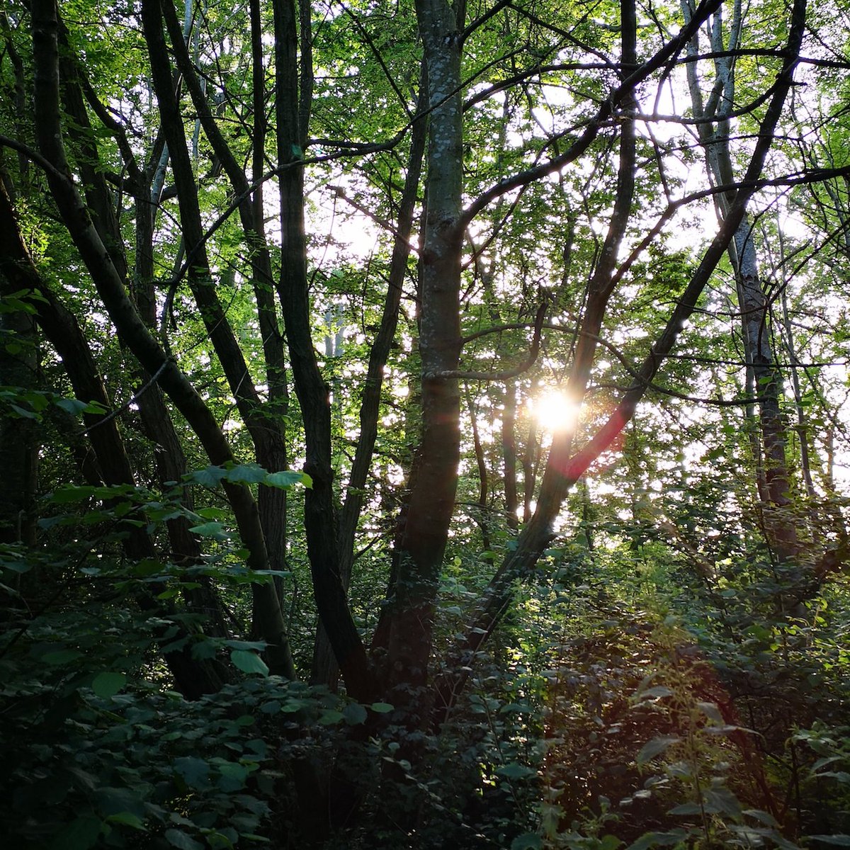 We're on the search for a Green Spaces Volunteer Development Officer to join our team. If you love Birmingham's parks &amp; open spaces and helping out with park volunteering, this is your chance to make a difference! 🙌💚

For more info and to apply, visit: bosf.org.uk/volunteer-deve…