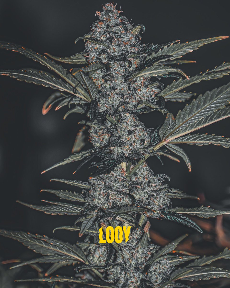 looyganja's tweet photo. Skunk 🦨  
Gas loaded ⛽️ 
Great yield with a nice skunky smell

#cannabisculture #weedlife #StonerFam #420community #กัญชา https://t.co/8kzr49uj1S