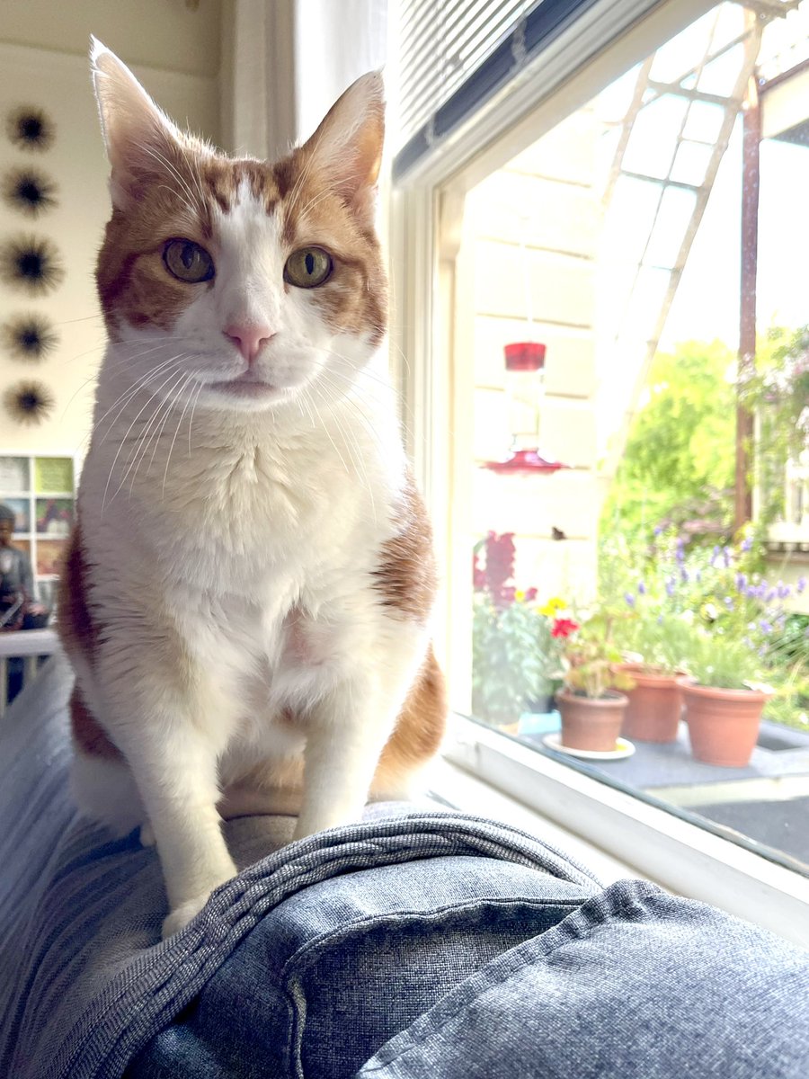 SqueakyMissD's tweet photo. Gotta take this one in for follow-up scans & bloodwork this morning. Bloodwork is needed to see if she can safely continue oral chemo. If you’ve got some love to spare, please send it her way.🧡 -Dh
#Gingerlicious
#CancerWarrior
#MyHeart https://t.co/2A22CaEwqT