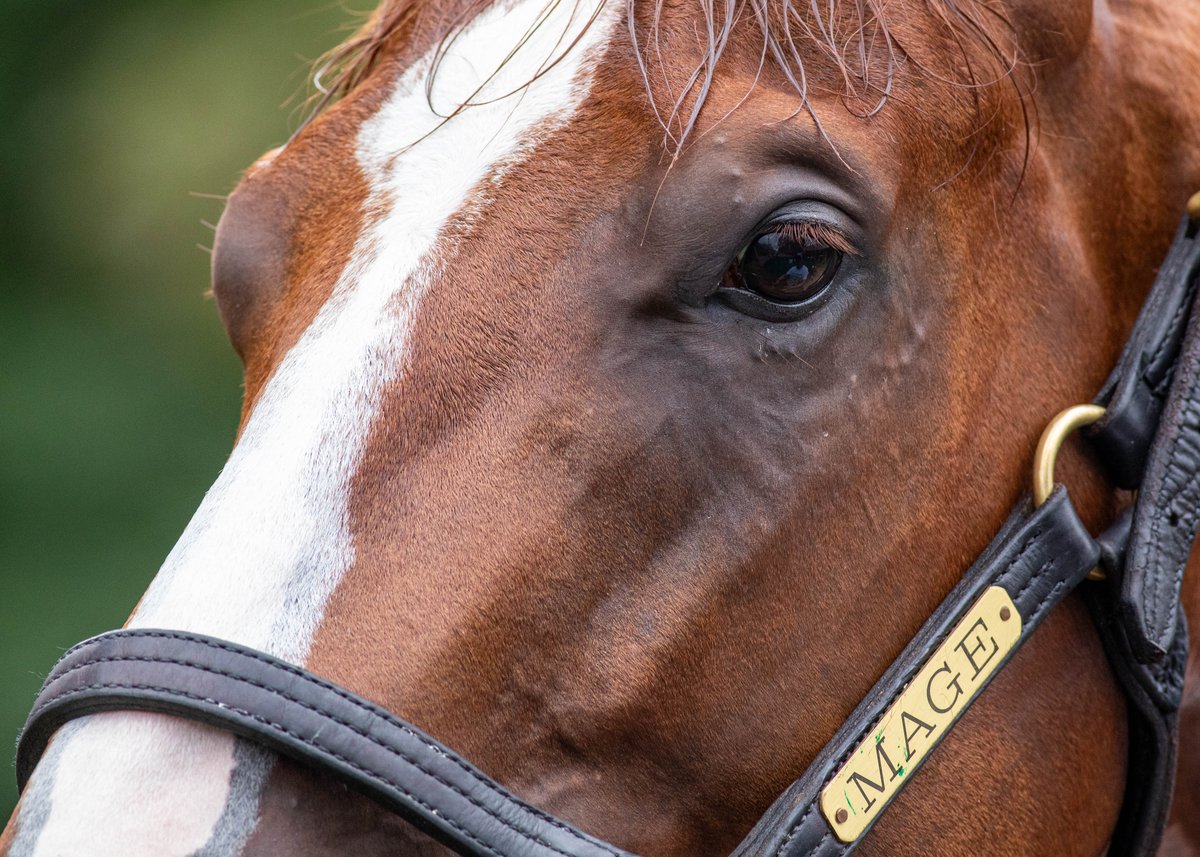 EclipseSports's tweet photo. @kentuckyderby winner MAGE keeps his eyes on the prize during #Traversweek.
๐ธ Jason Moran https://t.co/CnDgIkOW64