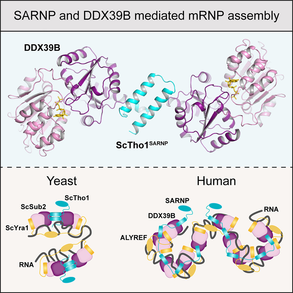 New work from the Yi Ren lab published in @CellReports highlights the crystal structure of a ScTho1SARNP/DDX39B/RNA complex: 'Structural basis for high-order complex of SARNP and DDX39B to facilitate mRNP assembly' sciencedirect.com/science/articl…