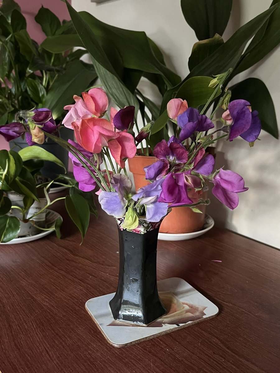 papaver's tweet photo. So many Sweetpeas flowering now I���ve had to have a midweek cut and use a standby vase #sweetpeas #secondcutting #mygarden #growyourown #cutflowers #scent #GardeningX #GardeningTwitter https://t.co/Kjrigwo6qM