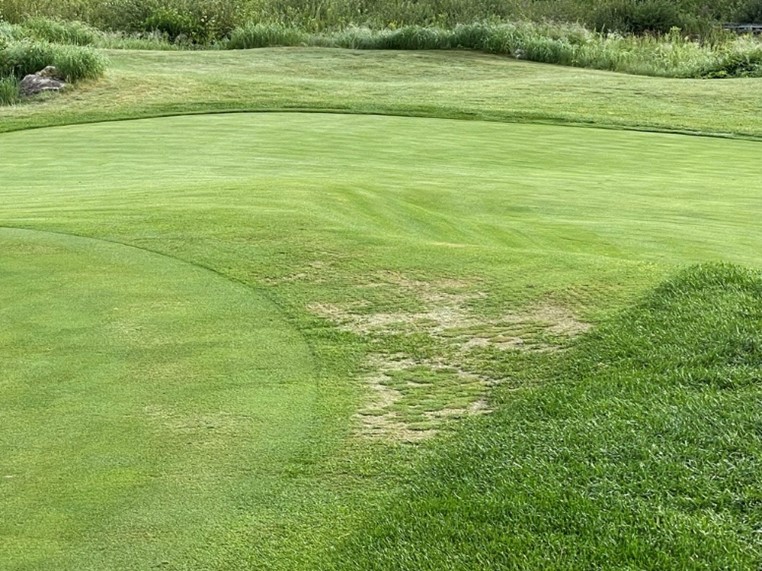 TPC Boston Agronomy tweet media