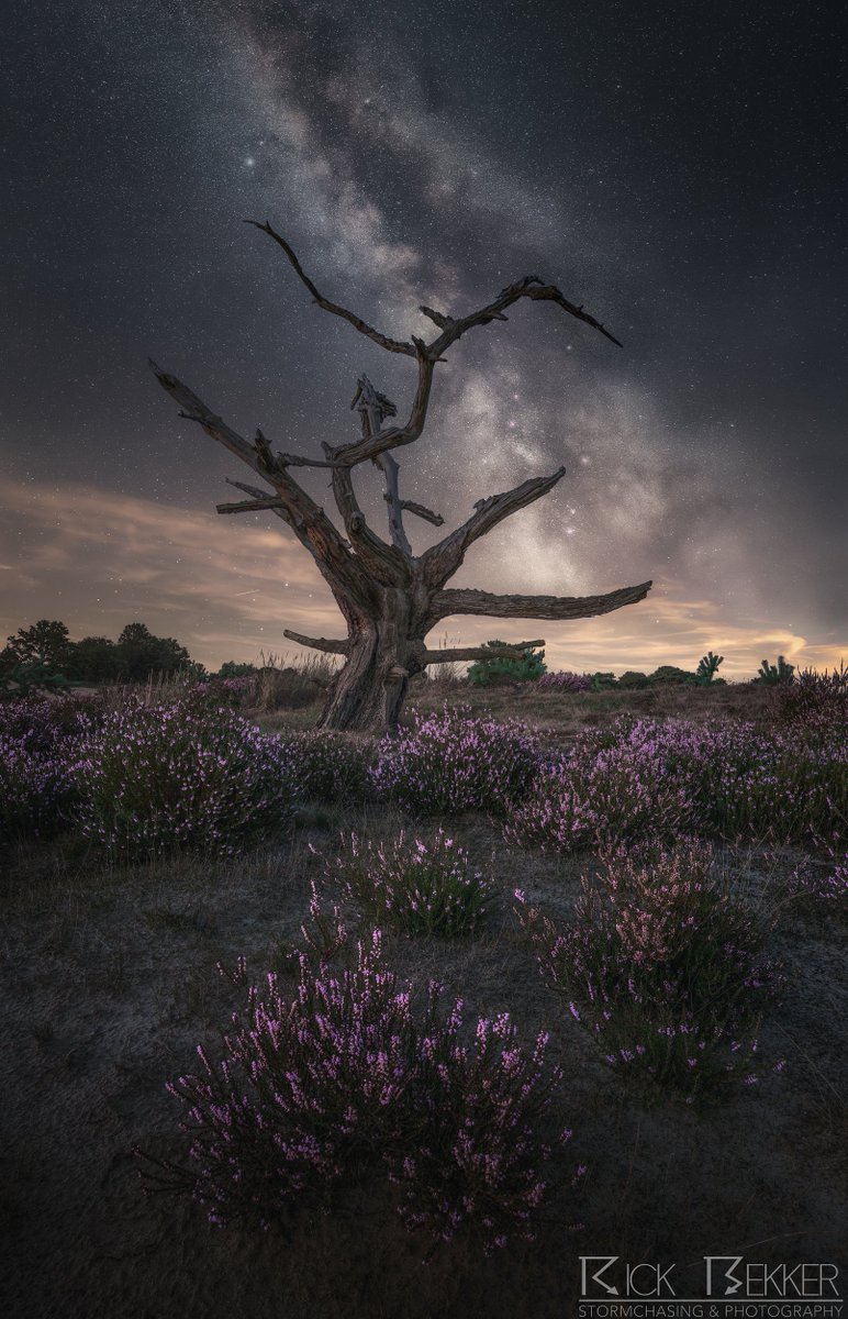 Nog maar eens een kiekje vanaf de bloeiende heide. Ditmaal een composite blend van de melkweg samen met een compositie naar wens. Wat is ons kleine landje toch mooi.