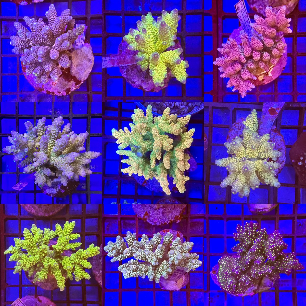 Our latest Acropora colonies now available in store and online 
#acro #acropora #marineaquarium #allmymoneygoestocoral
