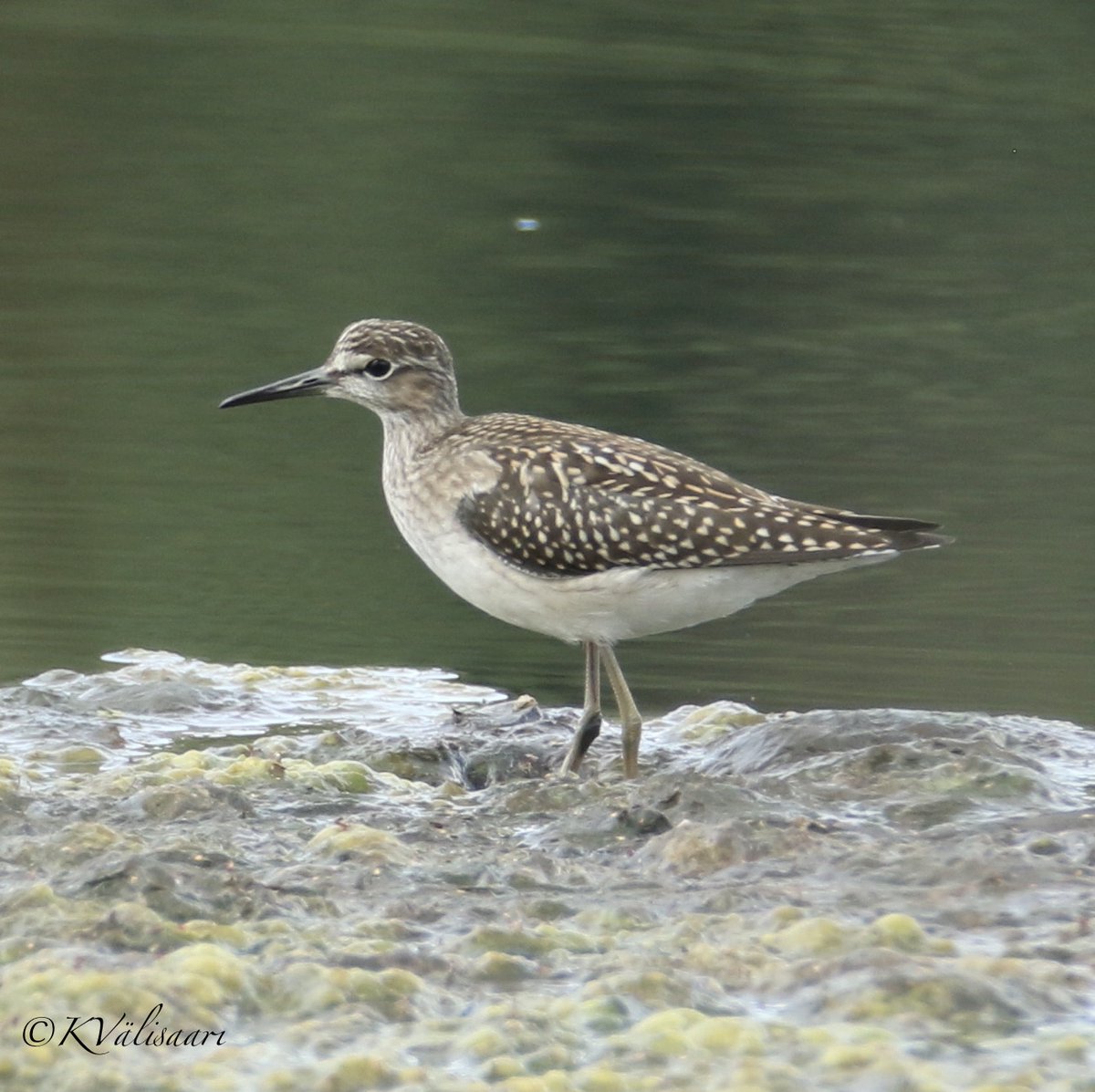 KValisaari's tweet photo. #Liro ensi tuttavuus - Tringa glareola - #lintu #bird #luontovalokuvaus #naturephotography #luonto #nature #suomenluonto #finnishnature #luontokuvaus #luontokuva #yleluonto #suomenlinnut #valokuvaus #photography #canonkesä #birdlife #suomi #finland #canonnordic #birdlifesuomi https://t.co/4WJ8FTapa6