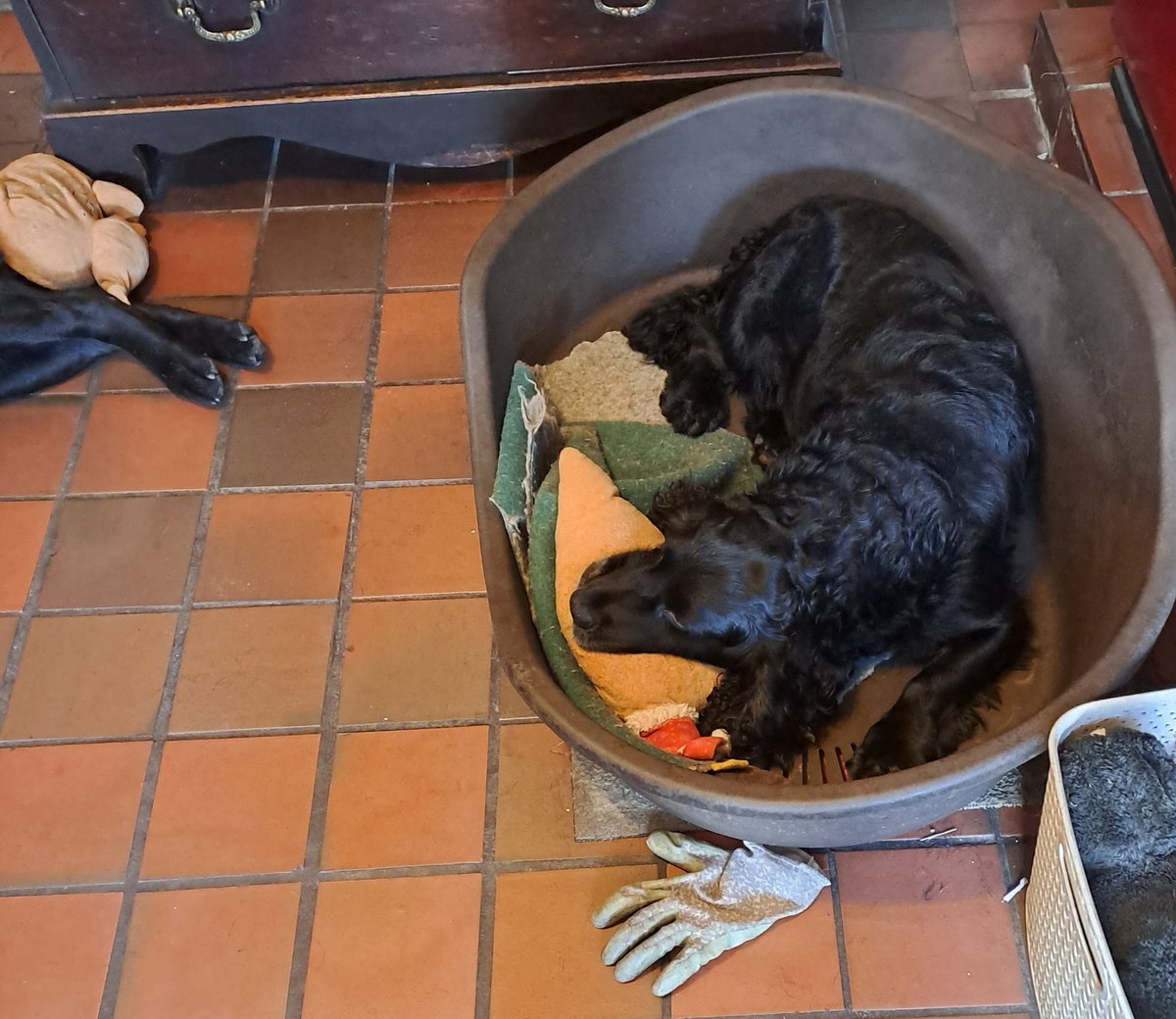 3 things here 1. Mr Carrot do make a good pillow 2. Don't know how Mum's gardening glove got there 3. Why has Digby got Turkley on his bum ? #thoughtsofspaniel