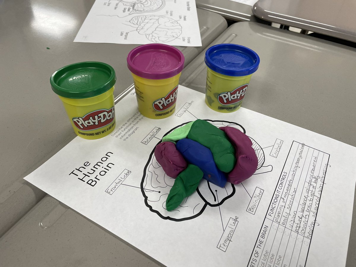 couturehistory's tweet photo. Look at these 3D models of the brain Mrs. Johnsonβs phycology classes are making! How fun. Rockvaleβs Social Studies dept is full of #ROCKstarzπ€© @RockvaleHigh_TN https://t.co/kV125KtZSP