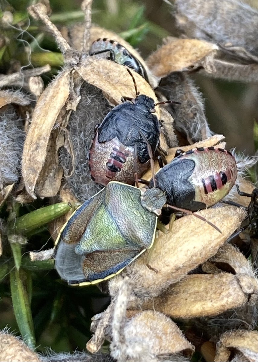 RichardRunhills's tweet photo. Gorse Shieldbugs near #Anglezarke this afternoon #insects https://t.co/Snqd6yIuxE