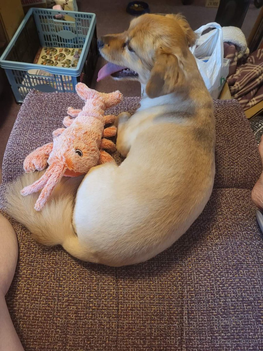 Amy here. Do you like my new floofy loobster toy? 💜💜💜