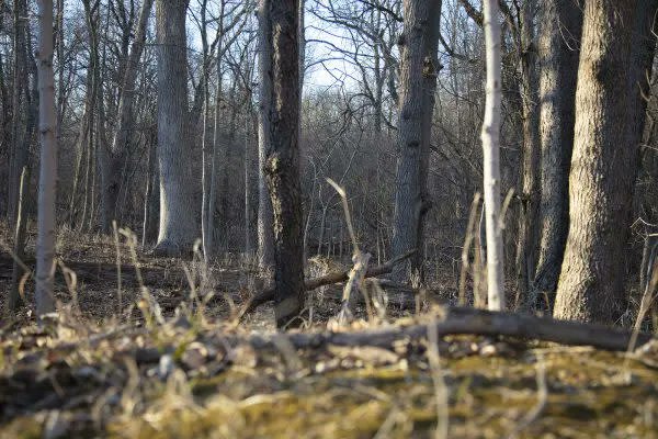 VisitIndiana's tweet image. Get Out &amp;amp; Explore Nature at This East Central Indiana Forest Preserve 😍 

𝐑𝐄𝐀𝐃 𝐌𝐎𝐑𝐄: bit.ly/3nvcuB1 

#Outdoors #INIndiana @fortheland_RLC @ForgeECI