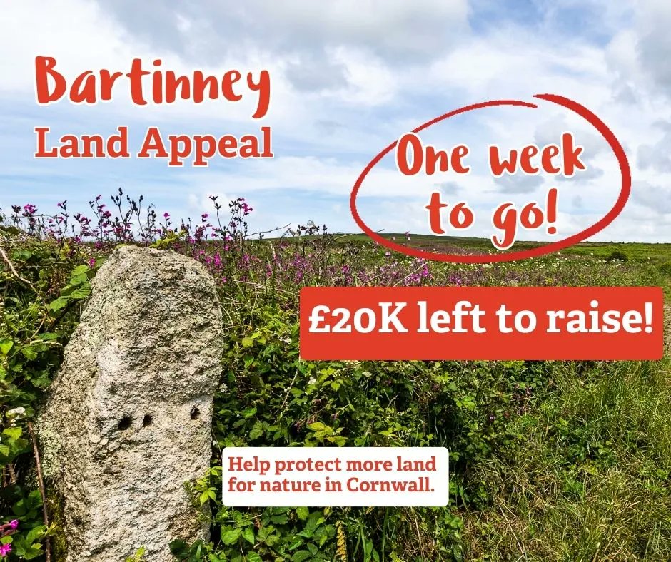 Cornwall Wildlife Trust has one week left of an urgent appeal to purchase an additional 53 acres of land neighbouring Bartinney nature reserve on Penwith peninsula. 🤞 There is £20,000 still to raise! 👉 buff.ly/46VEQJV #cornwall #wildlife #naturereserve #Penwith