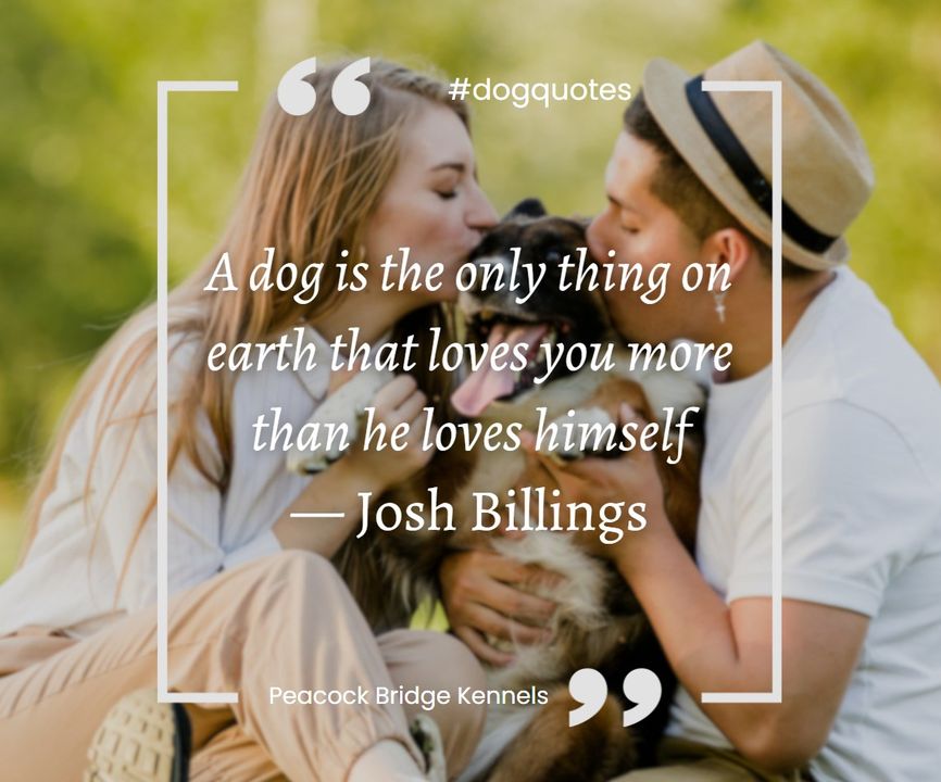 PeacockKennels's tweet photo. 🐕 At Peacock Bridge Kennels, we cherish the unconditional love our #canine friends give us every day.

We're dedicated to returning that love through our care and training. 💕

#DogQuotes #PeacockBridgeKennels https://t.co/3RrbCrMC8M
