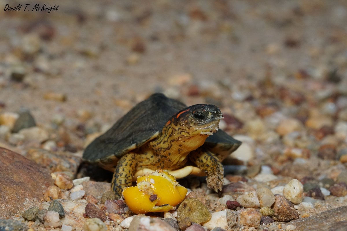 SFS_Belize's tweet photo. This baby furrowed wood #turtle (Rhynochelyms areolata) loves the craboo fruits that are all over the ground atm. Always great to see these guys pigging out after the rain. #TinyTurtles #Belize https://t.co/aKXTdSCYWT