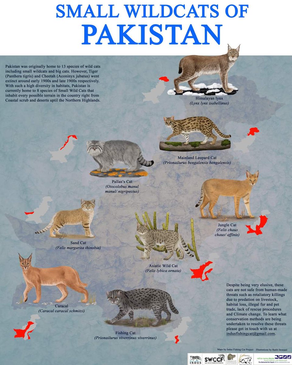Here's an infographic dedicated to small wild cat species of Pakistan. We have a small project running on their research and conservation and we aim to raise their profile with this poster. Please r/t as much as you can. (1/2)