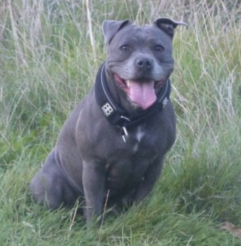 millypod1's tweet photo. 🆘20 AUG 2023 #Lost SAPPHIRE #ScanMe
Blue Staffordshire Bull Terrier Female 
Foots Cray Meadows near Penny Farthing Bridge #DA14 South East London #London #Kent #Bexley https://t.co/xgTMWfBzat https://t.co/XeKxf2S0yD