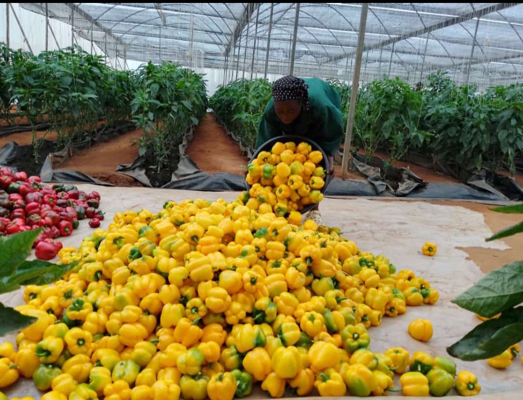 okoreuchenna's tweet photo. #RedjetRZF1 and #TarantoRZF1 grown in a multispan greenhouse in Abeokuta. I enjoy the good feedbacks from Bell pepper growers and  customers in  Nigeria.
The yield, resistances &amp; shelf life is top-notch.
Photo credit: OFN, Abeokuta 
#Bellpepper #Nigeria #Farmers #Seedforthagro https://t.co/QLmoJYure8
