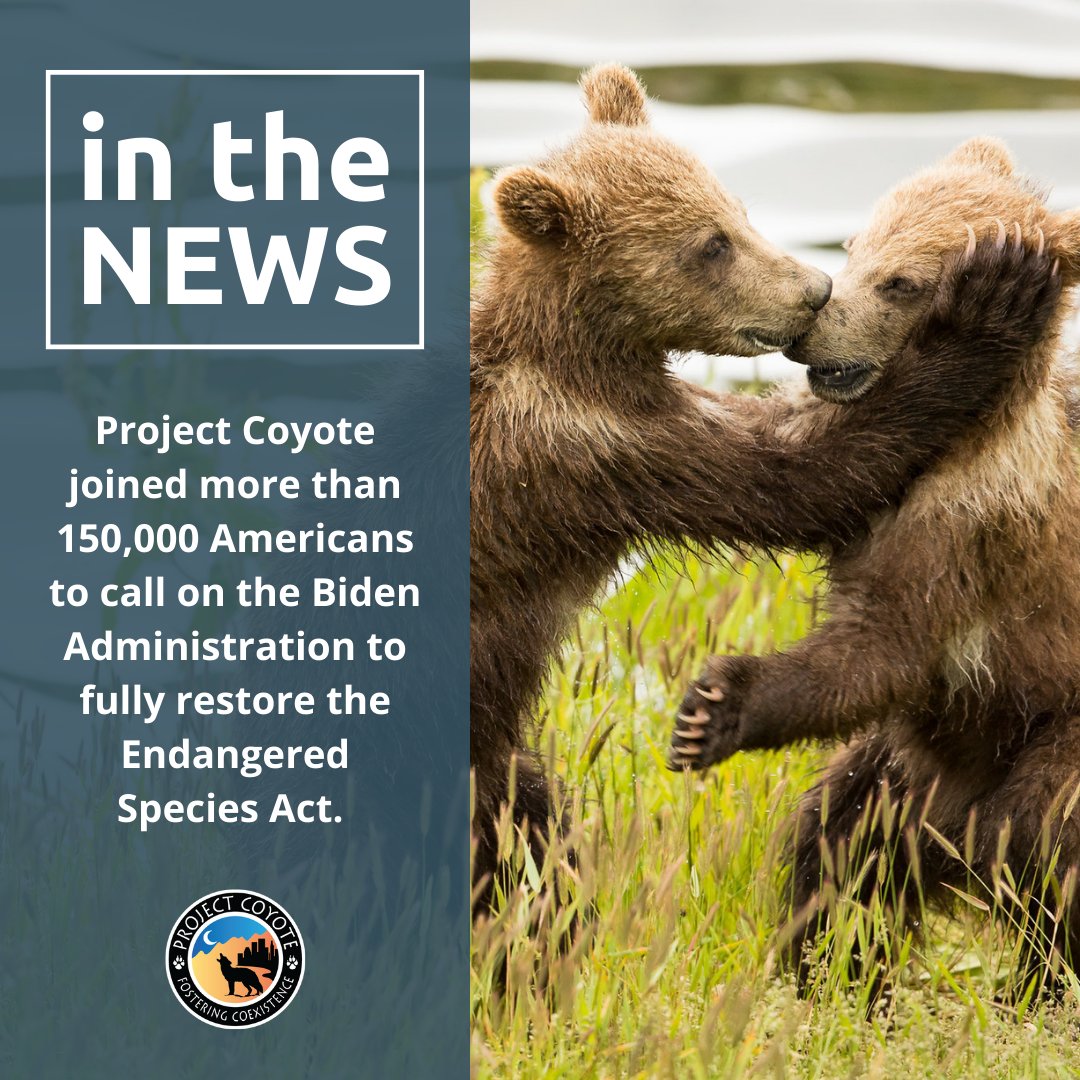 Project Coyote joined 124 environmental organizations and more than 150,000 Americans to call on the Biden Administration to fully restore the #EndangeredSpeciesAct 🌎🧡

Learn more here: tinyurl.com/53c7bb4j

📷 Lisa Hupp