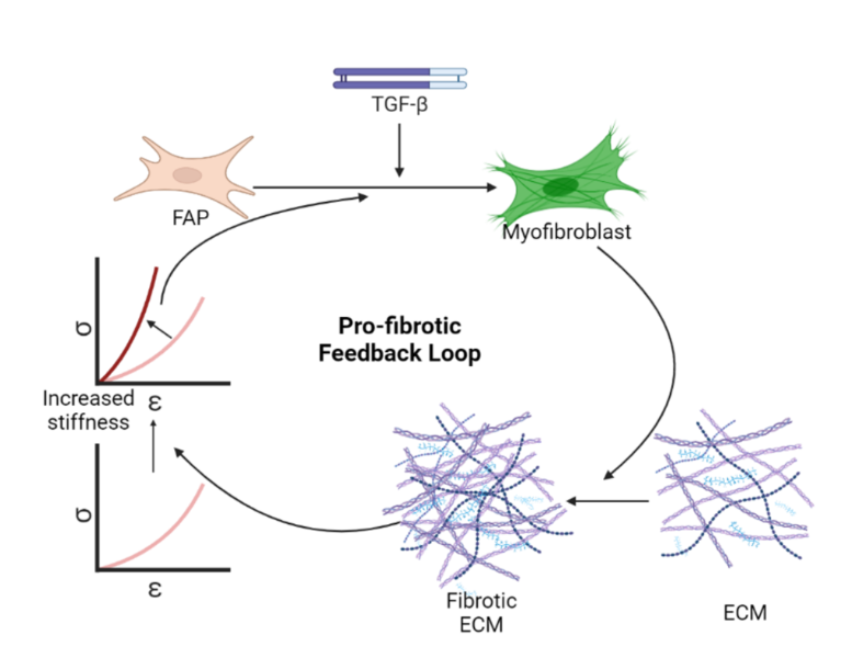 APSPublications's tweet photo. New review in @AJPCellPhys by Taryn Loomis &amp; Lucas R. Smith --  Thrown for a Loop: Fibro-Adipogenic Progenitors in Skeletal Muscle Fibrosis 

https://t.co/jpRbcYpSM1

@MyoMatrix @ucdavis  #SkeletalMuscle #Fibrosis #StemCells #ArticlesinPress https://t.co/ZSYdWWjzIx